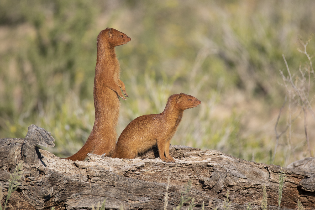 <span style="font-weight: bold;">South Africa</span>