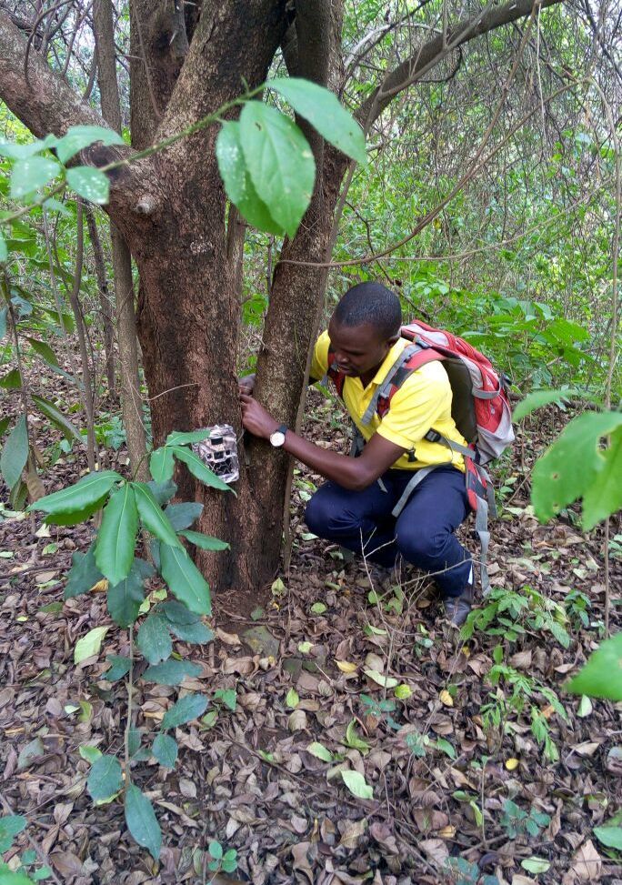 <span style="font-weight: bold;">Mau Forest (Kenya)</span><br>